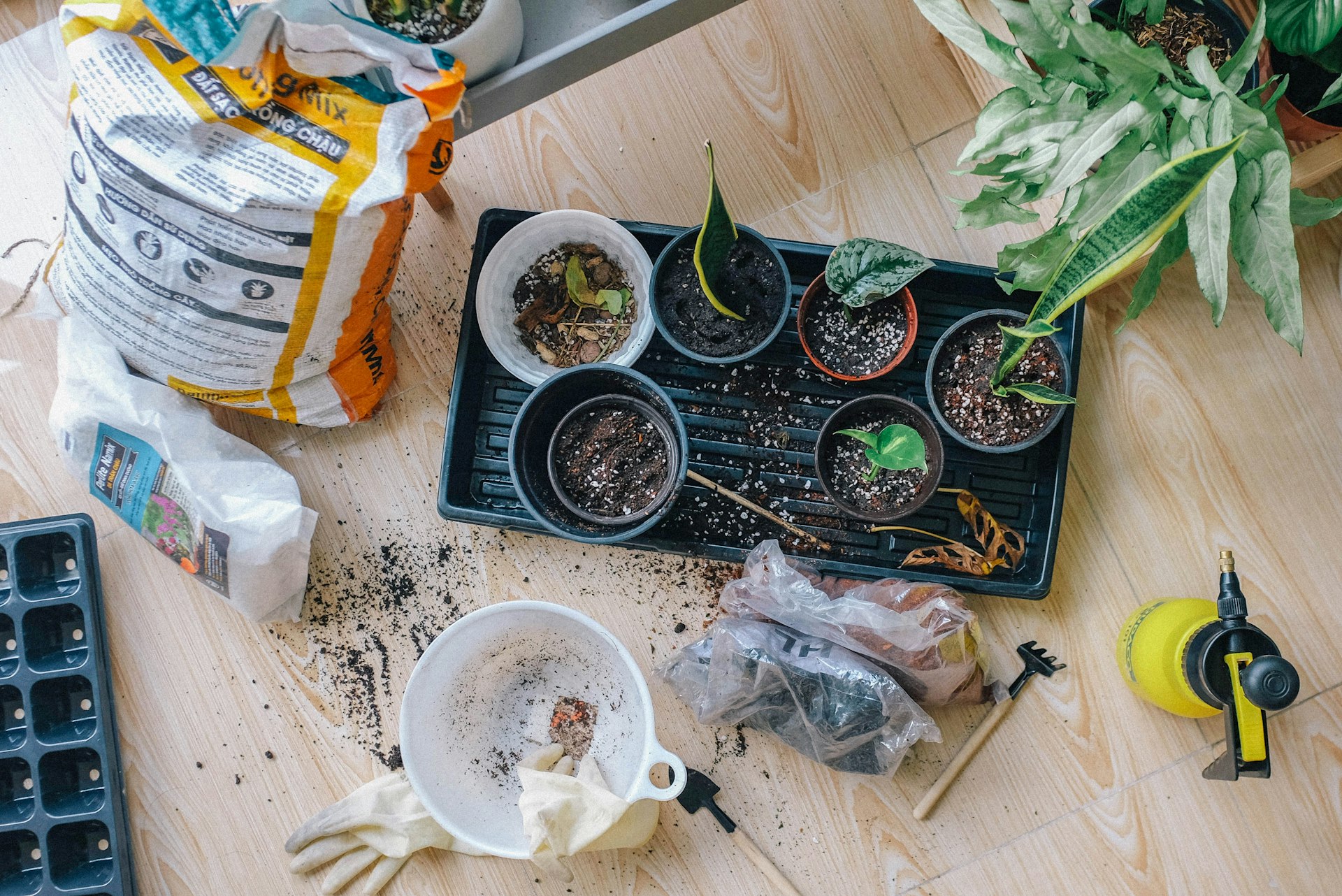Your Guide to Culinary Plant-Based Travel Experiences: Savor, Explore, Connect